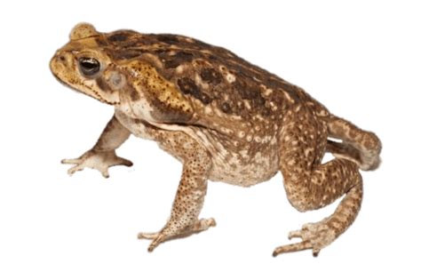 Toad Side View Transparent Png Stickpng