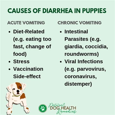 How Long Will A Puppy Have Diarrhea After Worming