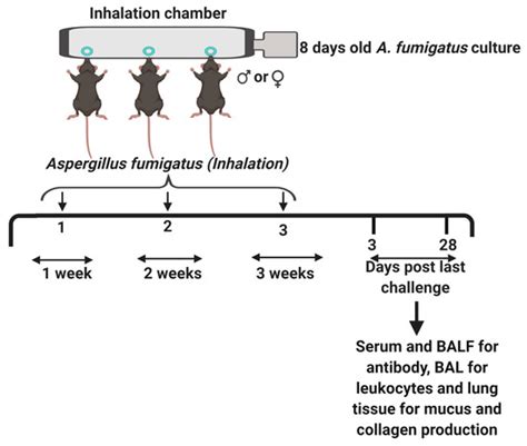 ijerph free full text factors contributing to sex differences in mice inhaling aspergillus