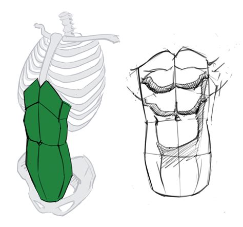 How To Draw The Torso Front View Human Anatomy Drawing Anatomy