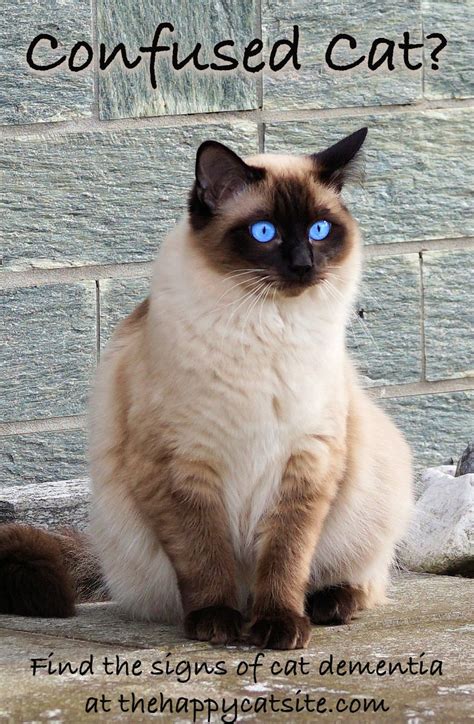 The best flea treatments for cats include flea and tick preventative products like frontline and advantage. Can Cats Get Dementia Symptoms - Animal Friends