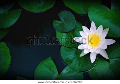 Beautiful White Lotus Flower Water Droplets Stock Photo 1213632286