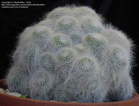 If these conditions are not met, seedlings can become leggy, which is a term used to describe seedlings that have long, thin and pale stalks and small. PlantFiles Pictures: Mammillaria 'Superba' (Mammillaria ...