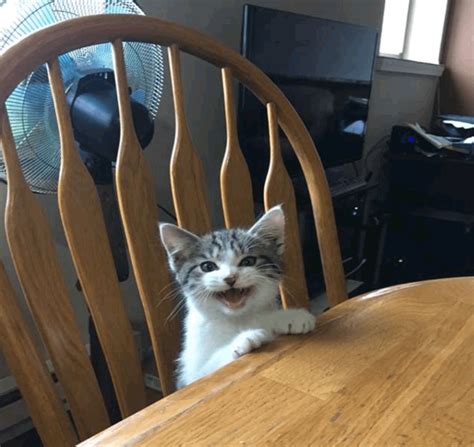 Psbattle Cat Sitting At Table Rphotoshopbattles