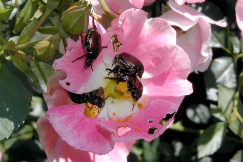 How To Manage Japanese Beetles In Your Garden Southview Design