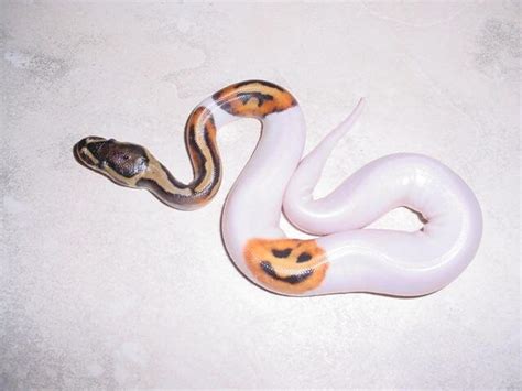 This Ball Python A Little Festive For Halloween Raww