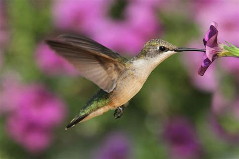 It's such a treat to see hummingbirds in your garden! Plants That Attract Hummingbirds to the Garden - New ...