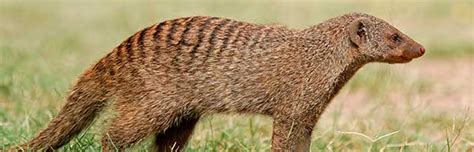 Mongoose Animal Facts And Information