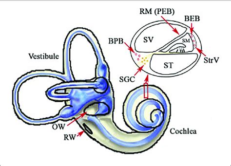 Oval Window Cochlea Of