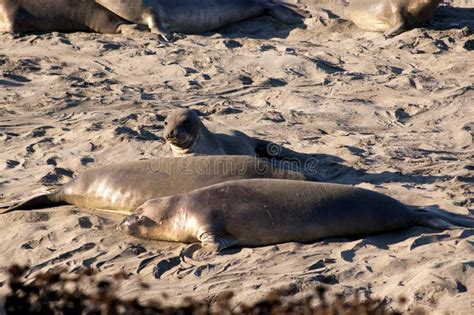 Elephant Seals On Beach In California Usa Stock Image Image Of