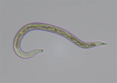 Msu Extension Extends Free Soil Nematode Tests To 2021 Mississippi