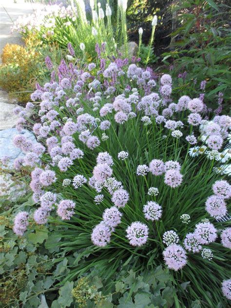 Summer Beauty Allium Rotary Botanical Gardens Blog Plants