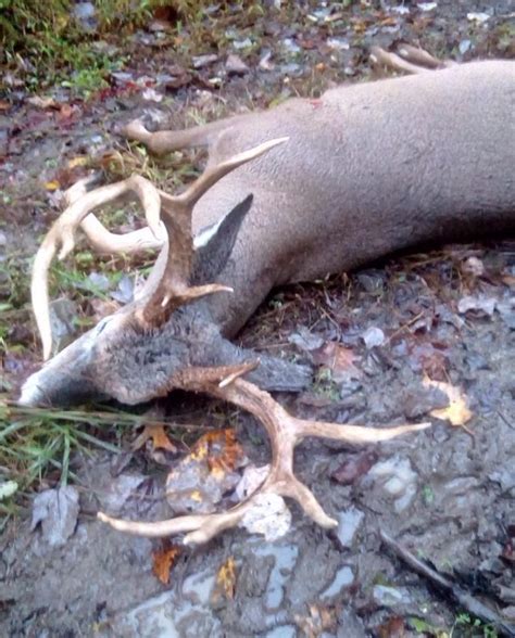 Arkansas Hunter Killed By Deer He Shot Big Deer