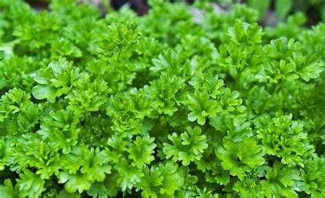 If you're lucky enough to have a garden, a balcony, or even just a sunny window sill, then you can grow your own ah, the king of cat herbs. Safe herbs for dogs, herby healthcare for happy hounds ...