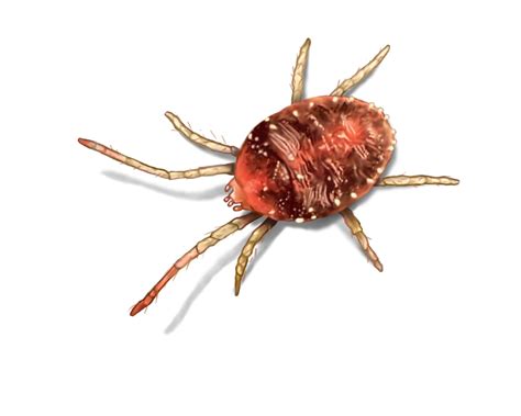 Download Clover Mites - How To Get Rid of Clover Mites