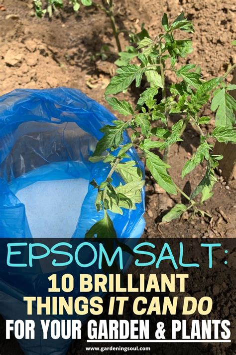 Epsom Salt 10 Brilliant Things It Can Do For Your Garden And Plants