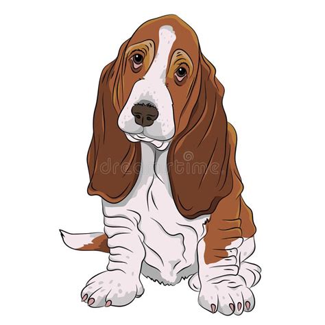Basset Hound Puppy Realistic Vector Illustration Isolated Stock