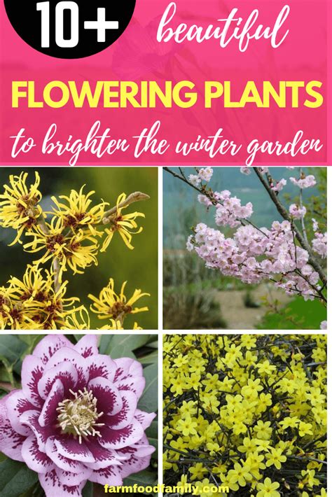 10 Beautiful Flowering Plants To Brighten The Winter Garden Winter