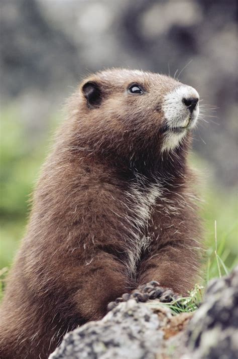 Vancouver Island Marmot (Marmota vancouverensis) portrait ...