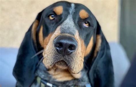 15 Amazing Facts About Coonhounds You Probably Never Knew