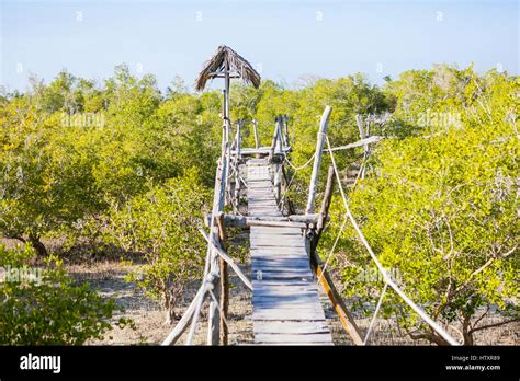 Boardwalk In Mangroves Mida Creek Watamu Kenya Stock Photo Alamy