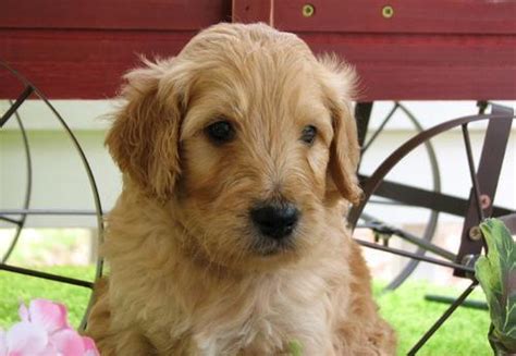 Teacup english bulldog puppies aavailable!!! Goldendoodle Puppy for Sale - Adoption, Rescue ...