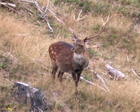 Stunning Sika Deer The Most Eye Catching Deer In Nz Poronui Hunting