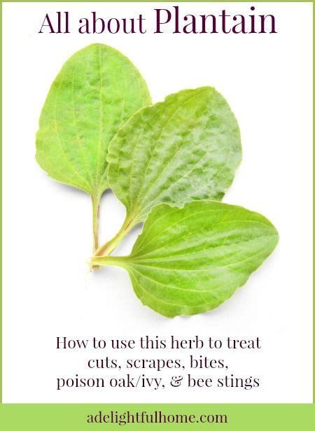 The Uses For Plantain Herb Can Be Internally Or Externally But The