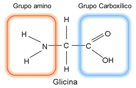 Definición De Aminoácidos Estructura Y Clasificación
