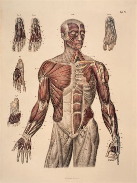Human Body Reference Drawing Ray Draw
