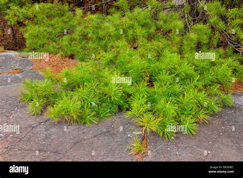 Canadian Shield Plants Hi Res Stock Photography And Images Alamy