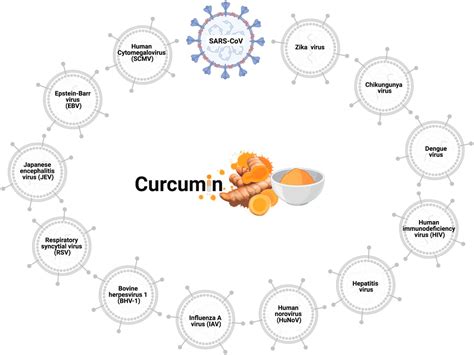 Frontiers Curcumin As A Potential Treatment For Covid