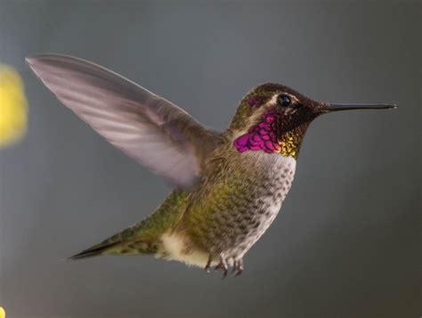 Annas Hummingbird Oregon Birding Association