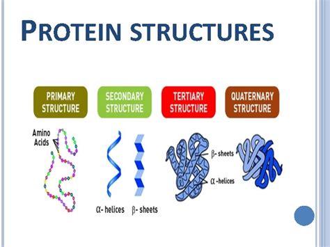 Functions Of Proteins