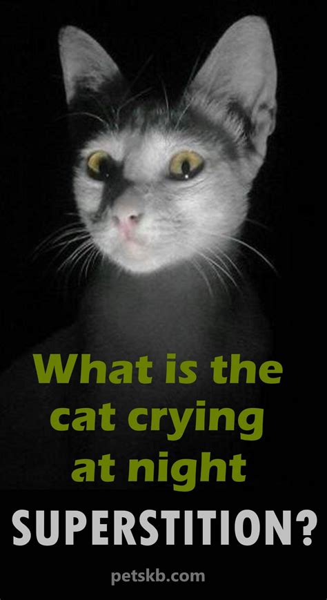 What Is The Cats Crying At Night Superstition Cat Crying Crying At