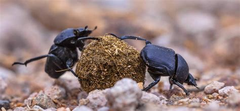 Effect of landscape context on biological control 4. Stored Grain Pest - Apna Pest Control