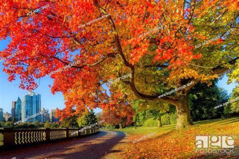 Fall Colour Stanley Park Seawall Vancouver British Columbia Canada