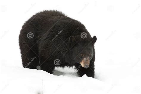 Black Bear In The Snow Stock Image Image Of Snow Wildlife 18767729