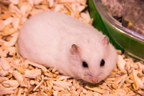 Djungarian White Hamster Friendly Pets