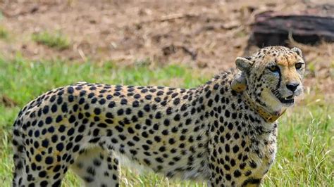 Second Batch Of 12 Cheetahs Likely To Arrive At Kuno National Park This