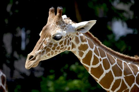 Kostenloses Foto Zum Thema Giraffen Makro Nahansicht