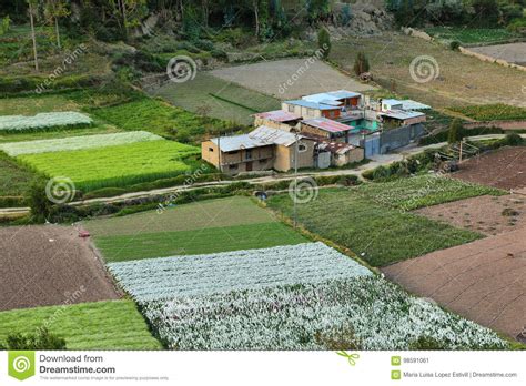 Fields Of Flowers Tarma Stock Image Image Of Floral 98591061
