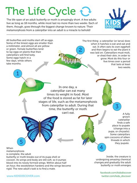 Infographic The Life Cycle Kids Discover