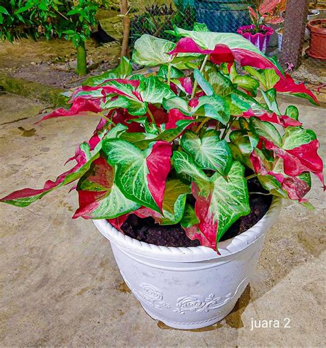 Gambar daun yang sederhana akan menjadi artistik jika digambar dengan baik. Mengenal Jenis Tanaman Keladi Hias