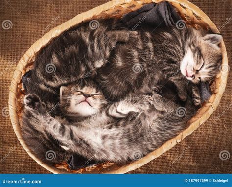 Top View Of Three Cute Tabby Kittens Sleeping In A Basket Stock Image