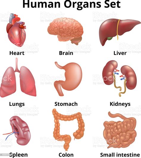 All the organs of the body are not essential for the survival of an individual. Realistic Human Organs Set Anatomy Stock Illustration - Download Image Now - iStock