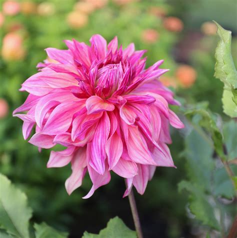 New Flirty Fleurs Dahlia Collections For 2021 Longfield Gardens