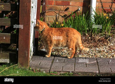 Ginger Cat Staring Hi Res Stock Photography And Images Alamy