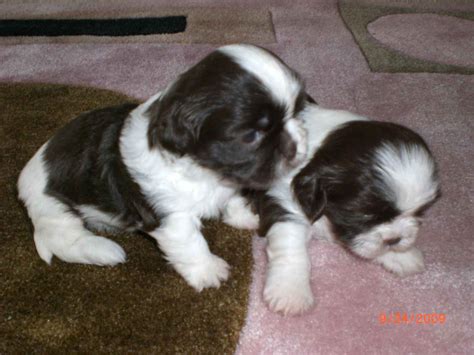 Cute Puppy Dogs New Born Shih Tzu Puppies