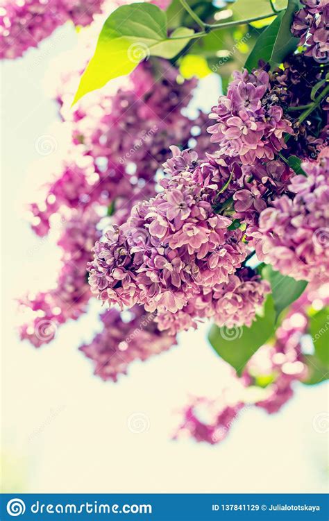 Spring Branch Of Blossoming Lilac Stock Image Image Of Pink Beauty